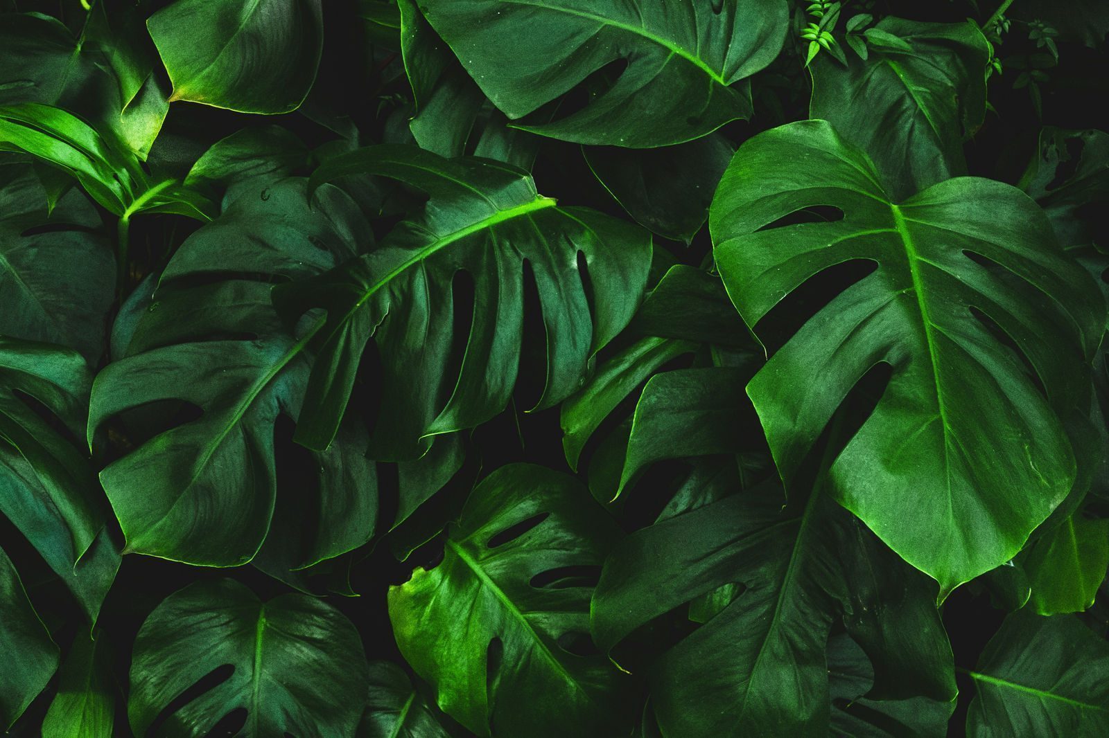 Greening the Future with Plant a Change